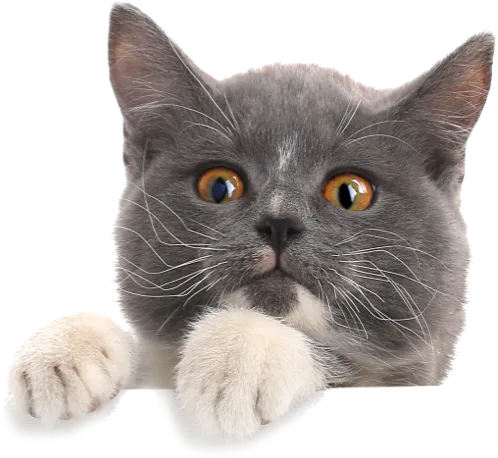 cat holding onto a ledge