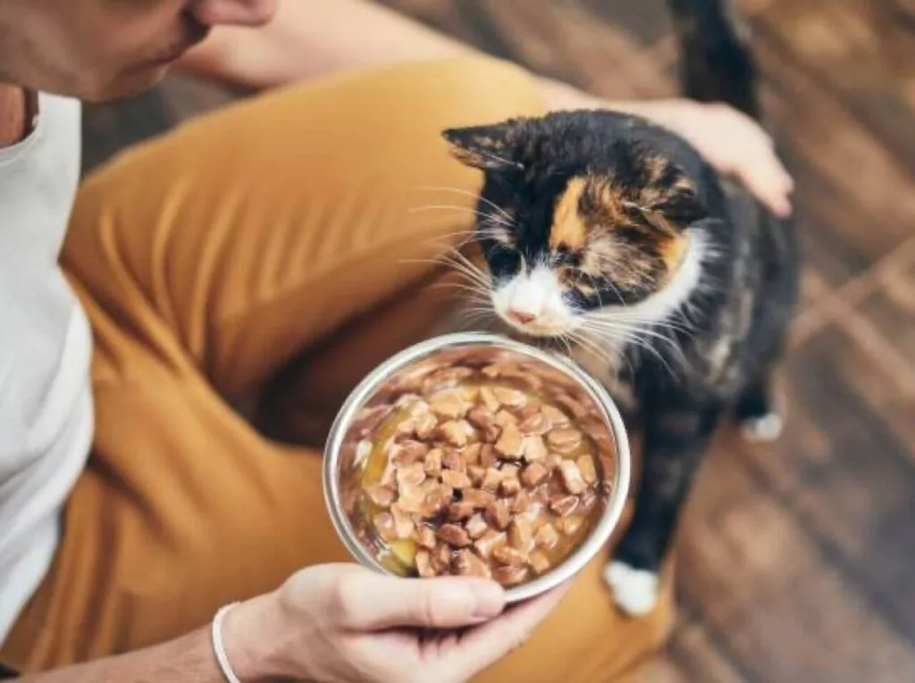 a sitter feeding a cat with wet food