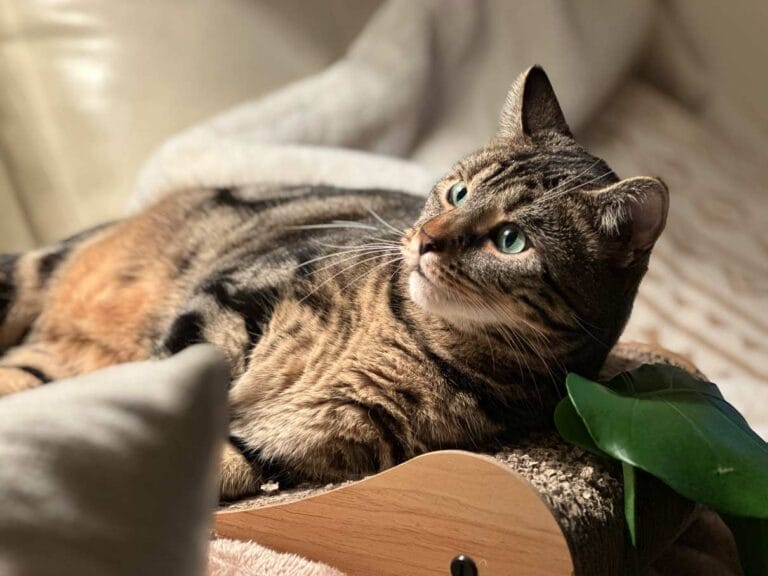 A cat named Bruce
