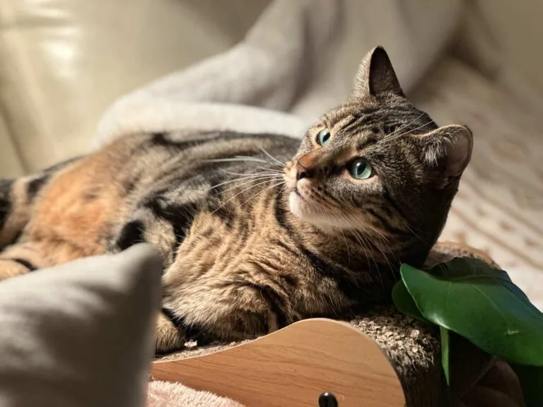A cat named Bruce