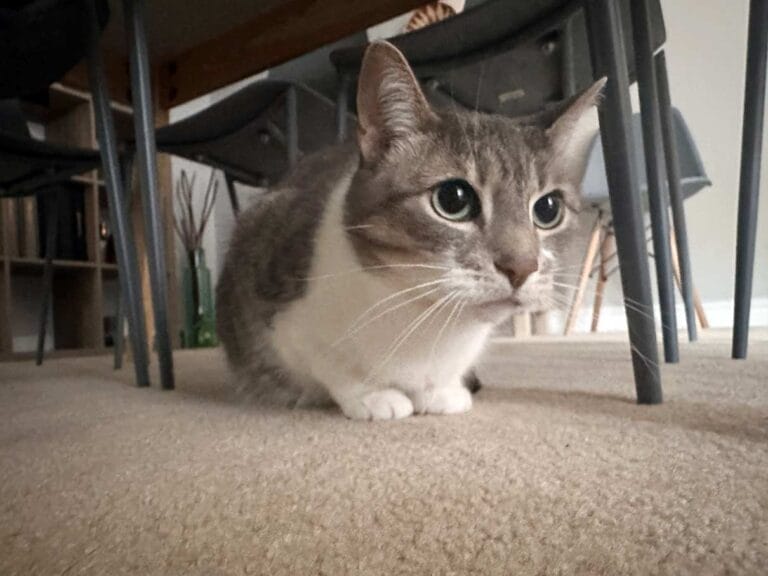 A cat named Jezebel
