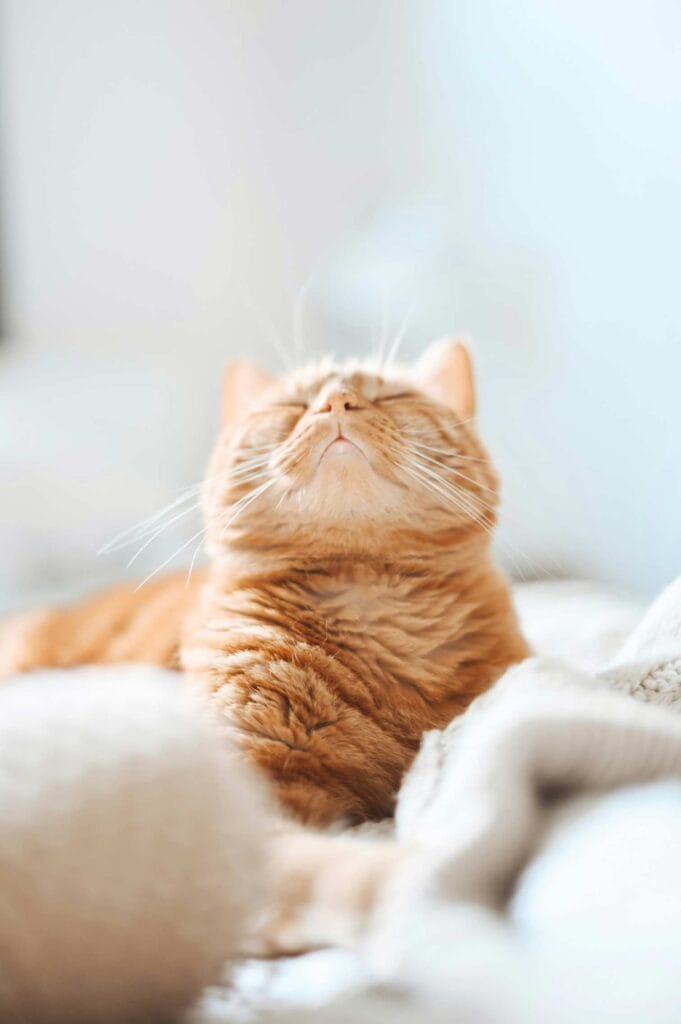 An orange tabby cat rests in a sofa with its eyes closed