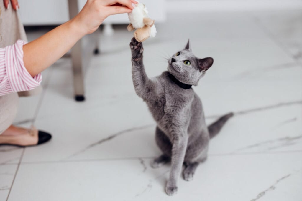 A girl cat sitter plays with a grey cat