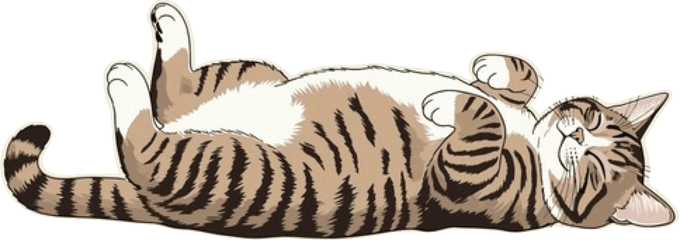 A cute tabby cat with a white belly