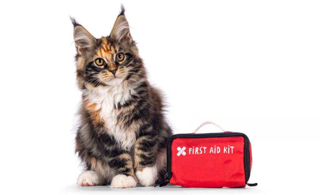 A Maine Coon cat sits next to a first aid kit