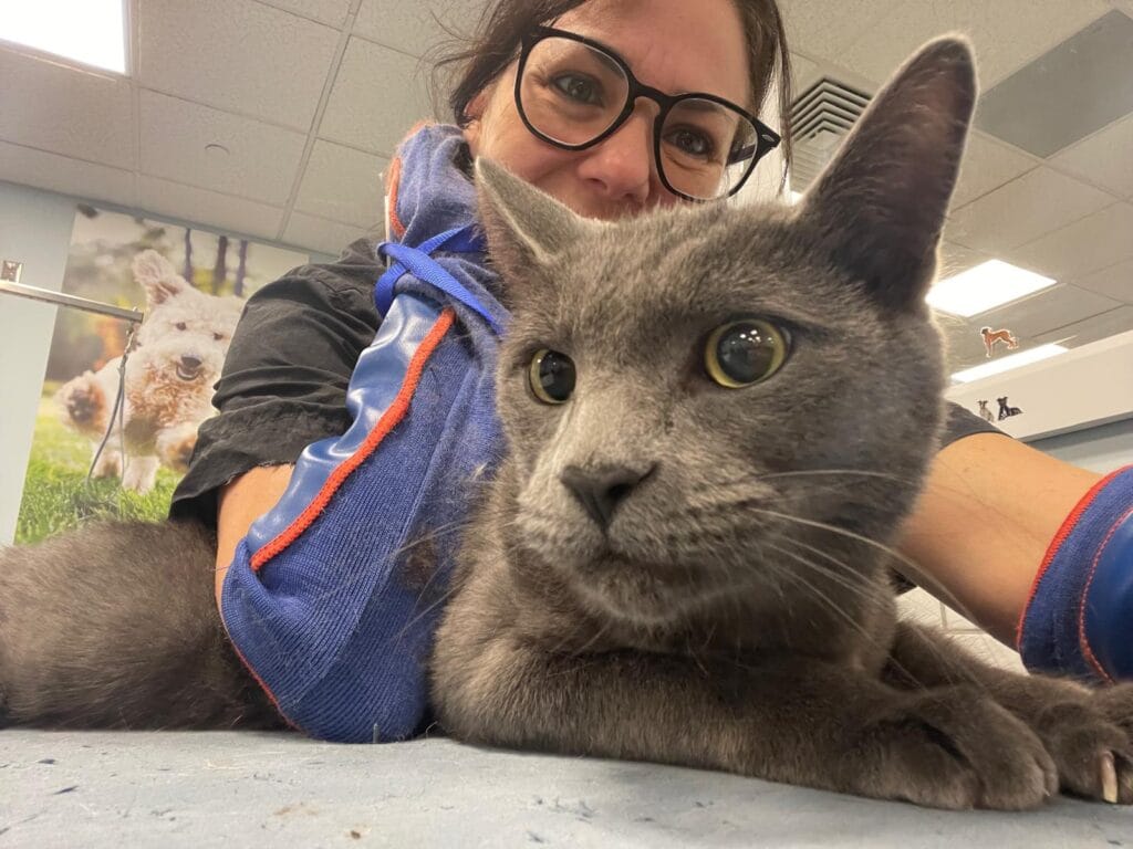 Simone deals with a grey cat as she is preparing to groom him.