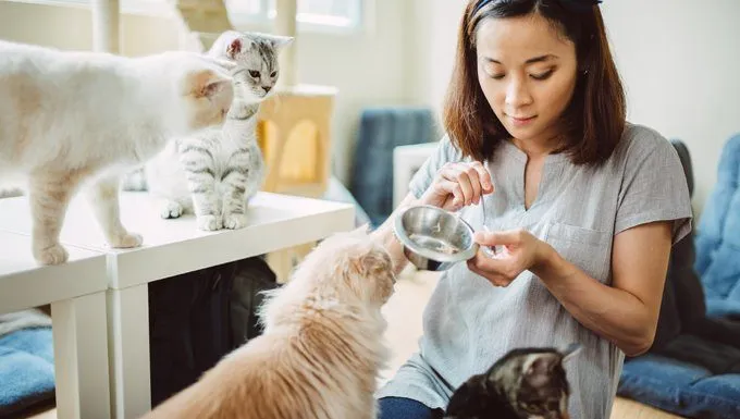A cat sitter feeding felines
